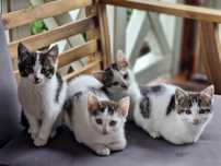 5 małych kotów do adopcji