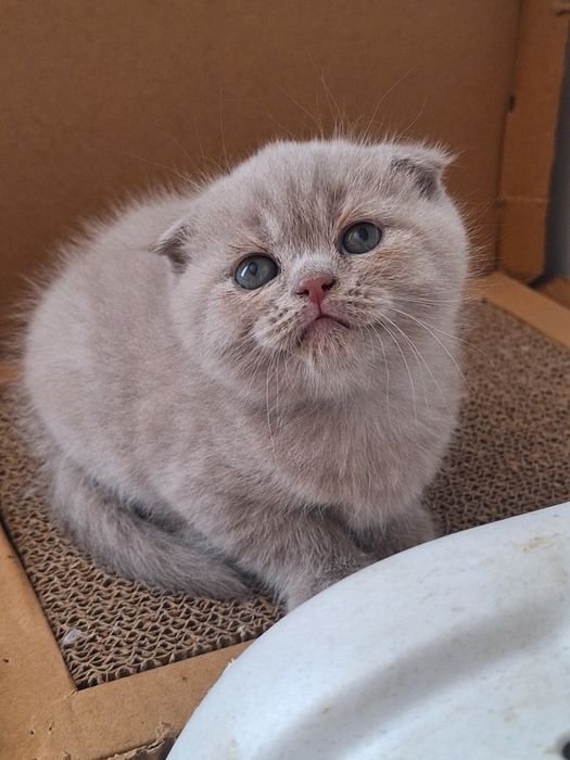 Fêmea scottish fold lilás