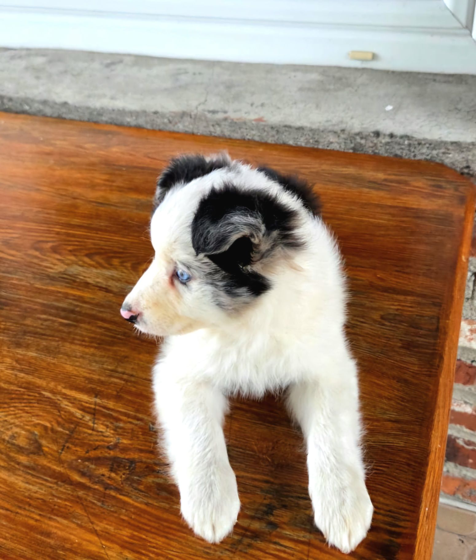 Suczka Border Collie
