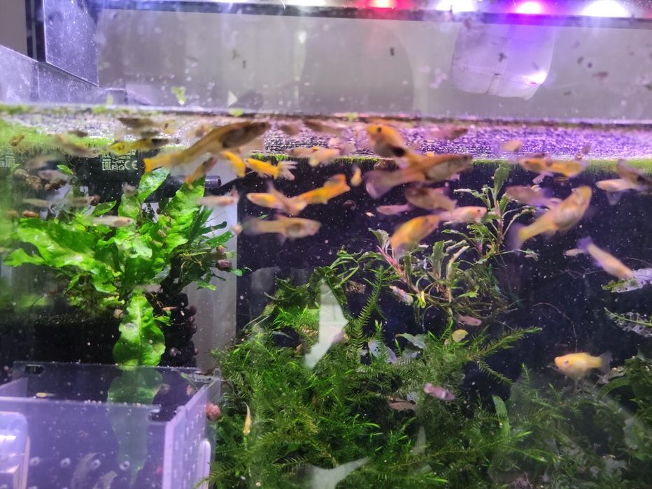 Gupik endlera narybek