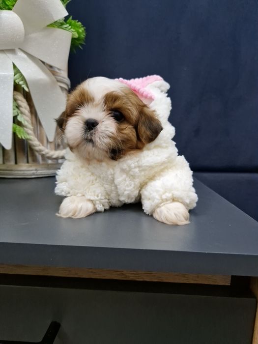 Shih-tzu miniaturka 2xszczepienia legowisko iwyprawka