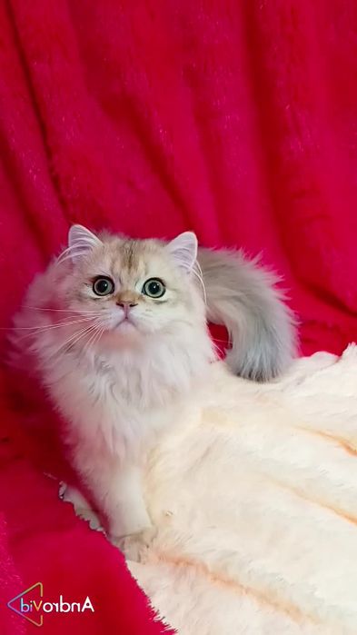 Шикарный прямоухий котик золотая шиншилла Хайленд