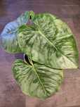 Philodendron Sodiroi duży cała roślina