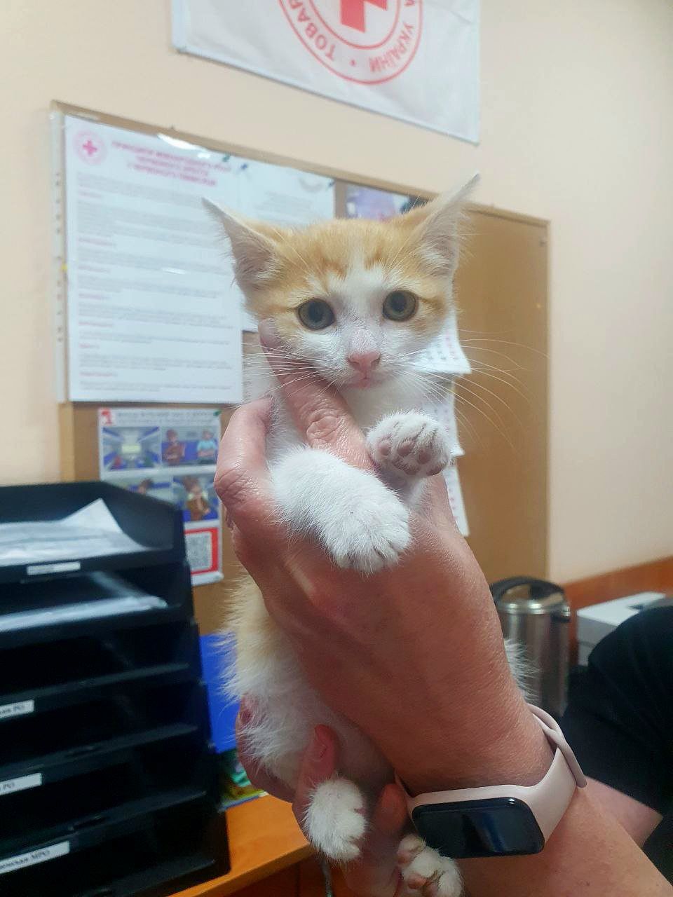 Маленький бело-рыжий котёнок мальчик ищет дом! Отдам в хорошие руки!
