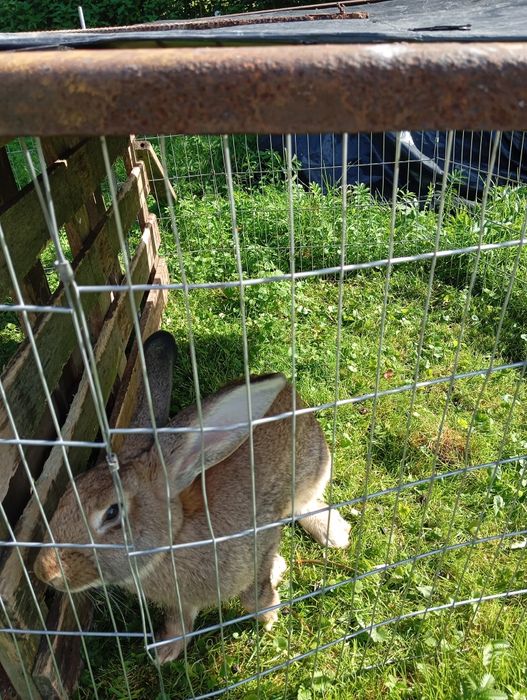 Królik samica młoda 2 letnia i 2 młode króliki 4 miesięczne