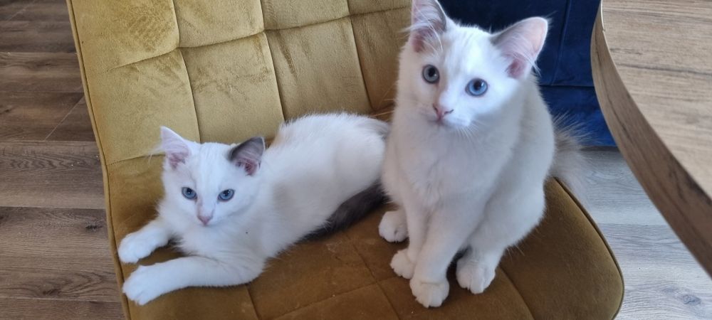 Ragdoll piękne koty do Felinoterapii FPL FIFE