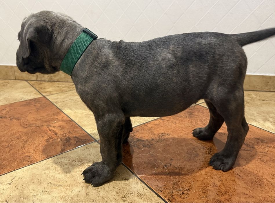 Cane corso samiec z rodowodem
