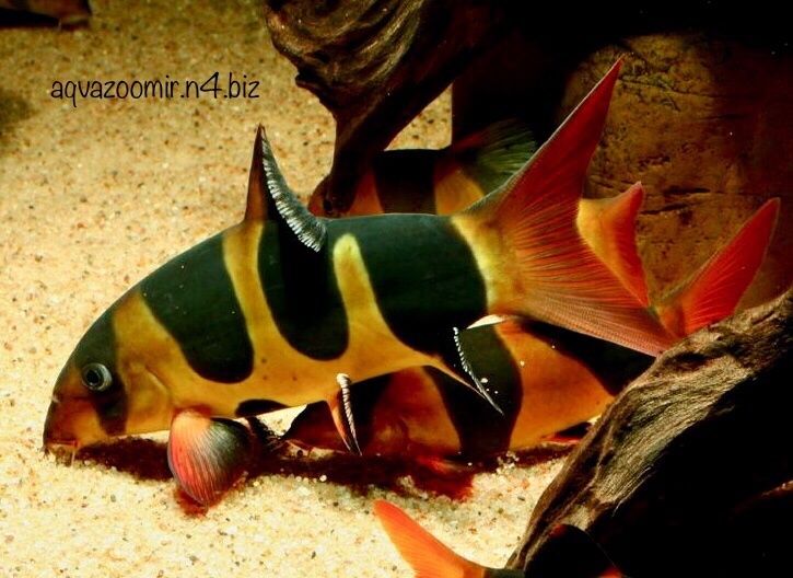 Астронотус Оцелатус Astronotus Аквариумные Цихлиды