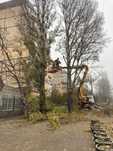 Расчистка участка от деревьев поросли