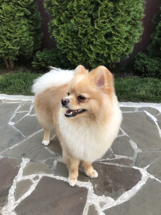 Ищем невесту , здоровый , ухоженый