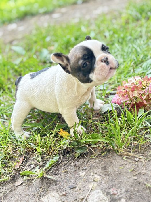 Buldog francuski