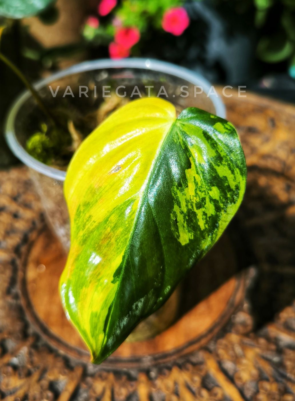 Liść philodendron Micans variegata filodendron Mikans ukorzeniony
