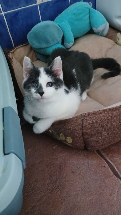 Szaro-biały kotek szuka domu, 4 mies, kocięta