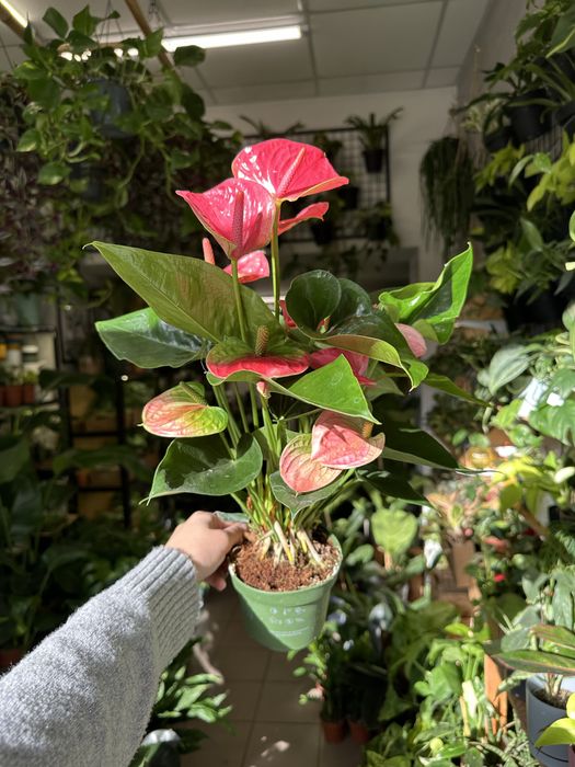 Anthurium Sweet Dream / Антуріум рожевий світ дрімс
