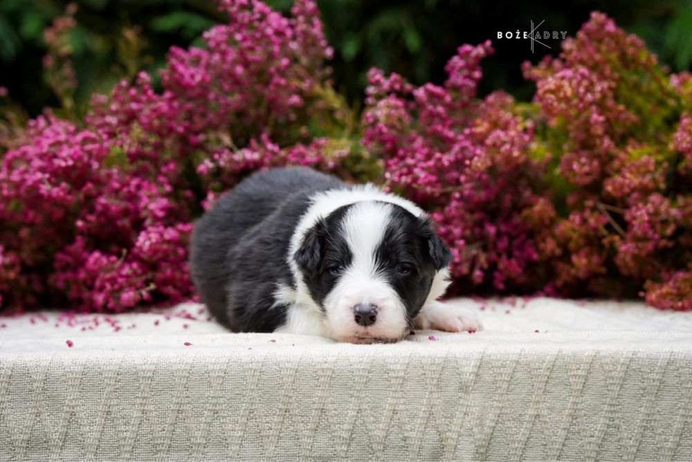 Szczeniak- piesek Border Collie
