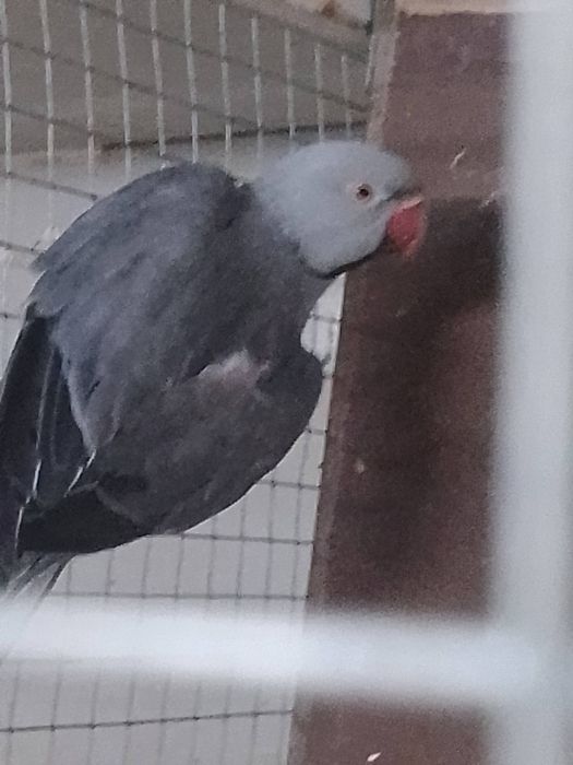 Alleksandretty obrożne