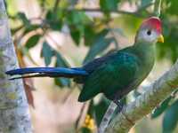 Turacos crista vermelha