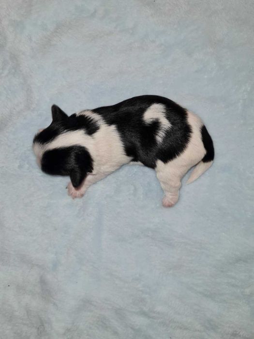 Yorkshire terrier biewer pieski