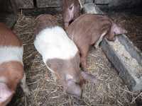 Свині поросята вагою 17-50 кг Червоно-Білопояса