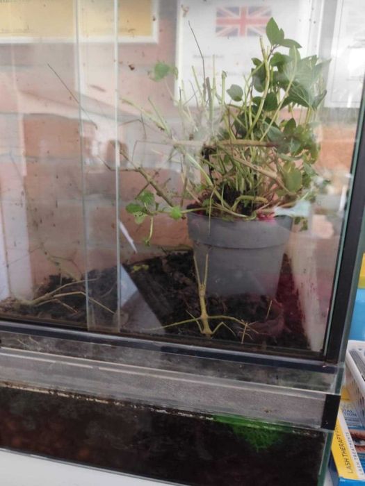 Terrarium szklane idealne dla patyczaków