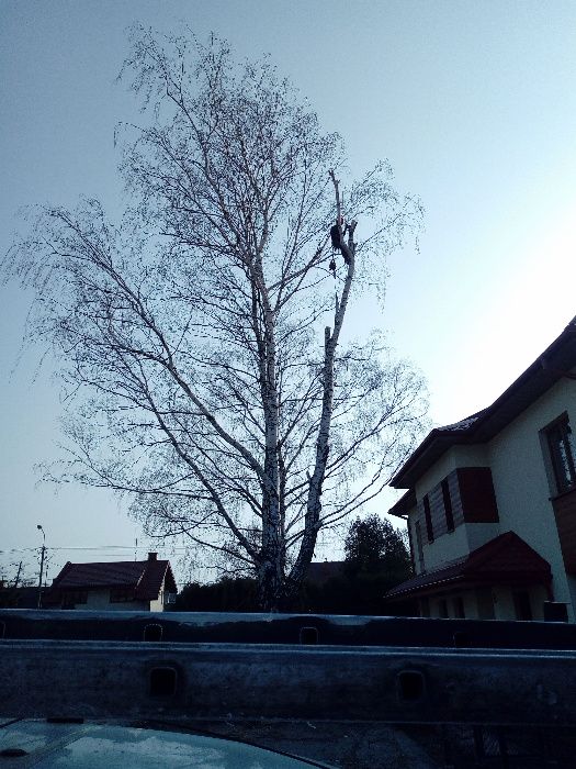 Pielęgnacja,wycinka trudnych drzew,lasów, formowanie koron,rębak