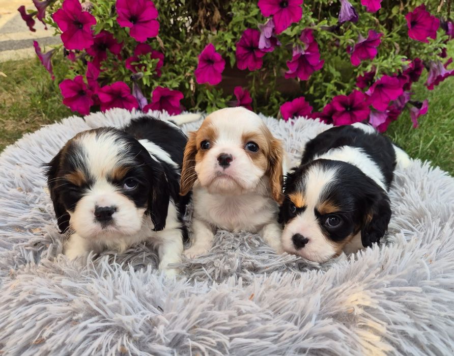 Cavalier King Charles Spaniel Żyrardów