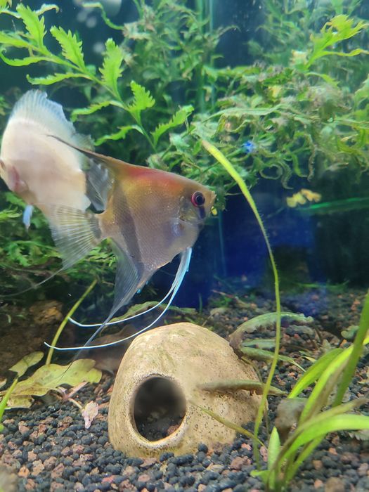 Skalary mancapuru Red