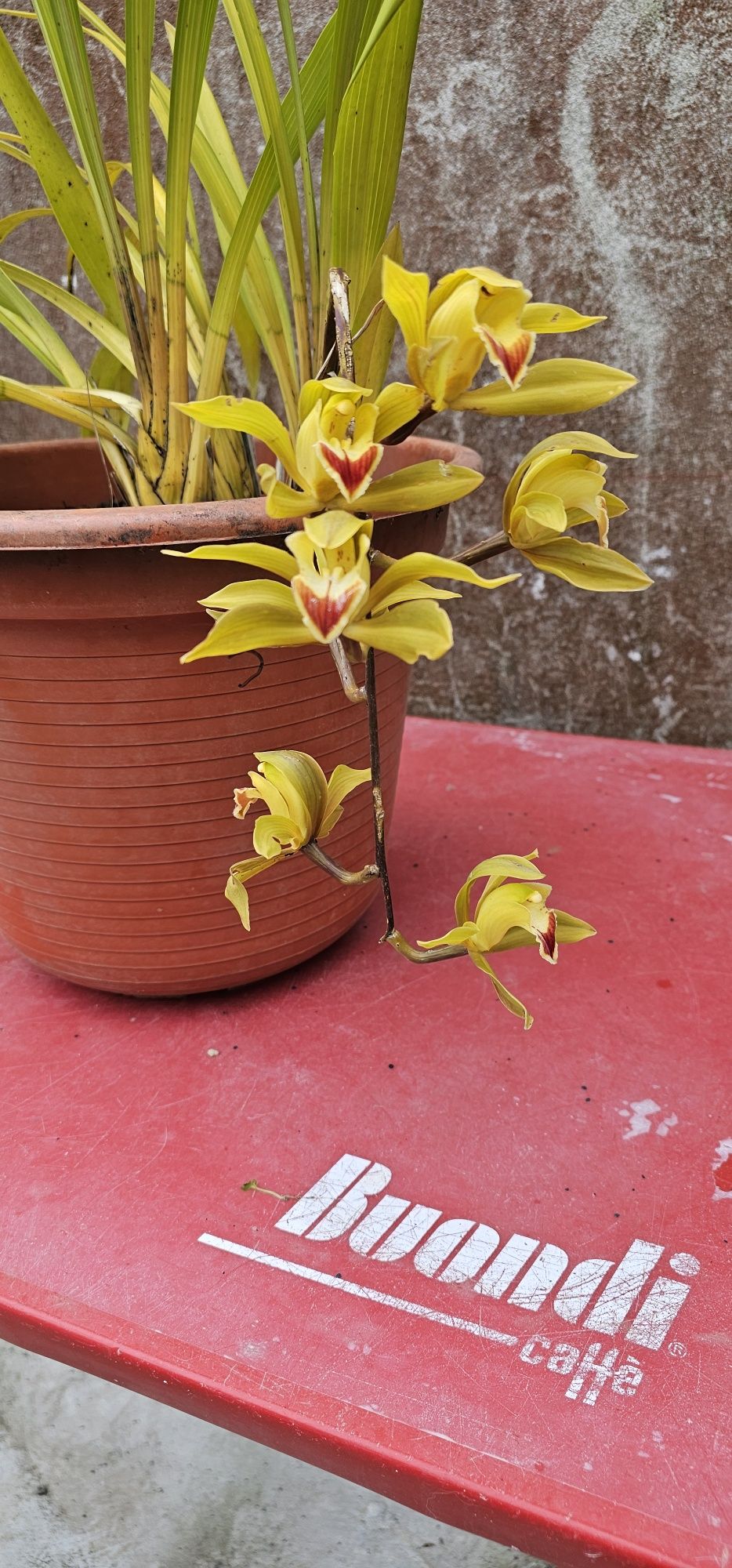 Orquídea exterior de cor verde