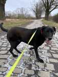 Bolek w typie labradora do adopcji