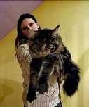 Olbrzymie kociaki Maine Coon