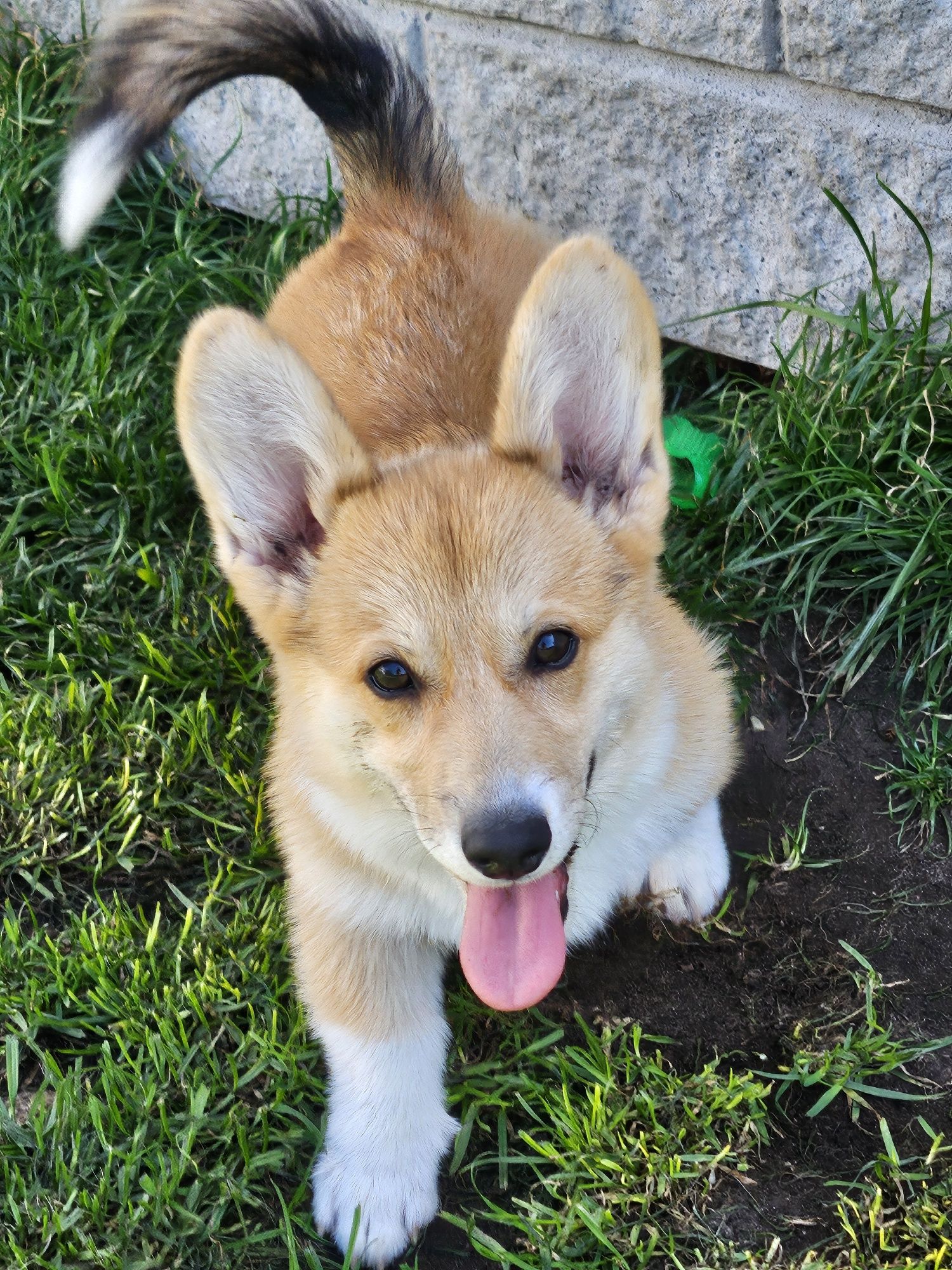 Welsh Corgi Pembroke suczka