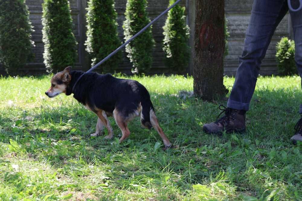 104969 Ząbek do adopcji