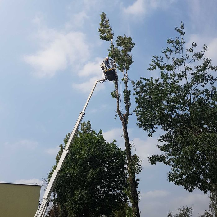 Wycinka drzew, wysokościowa wycinka drzew, wywóz masy zielonej