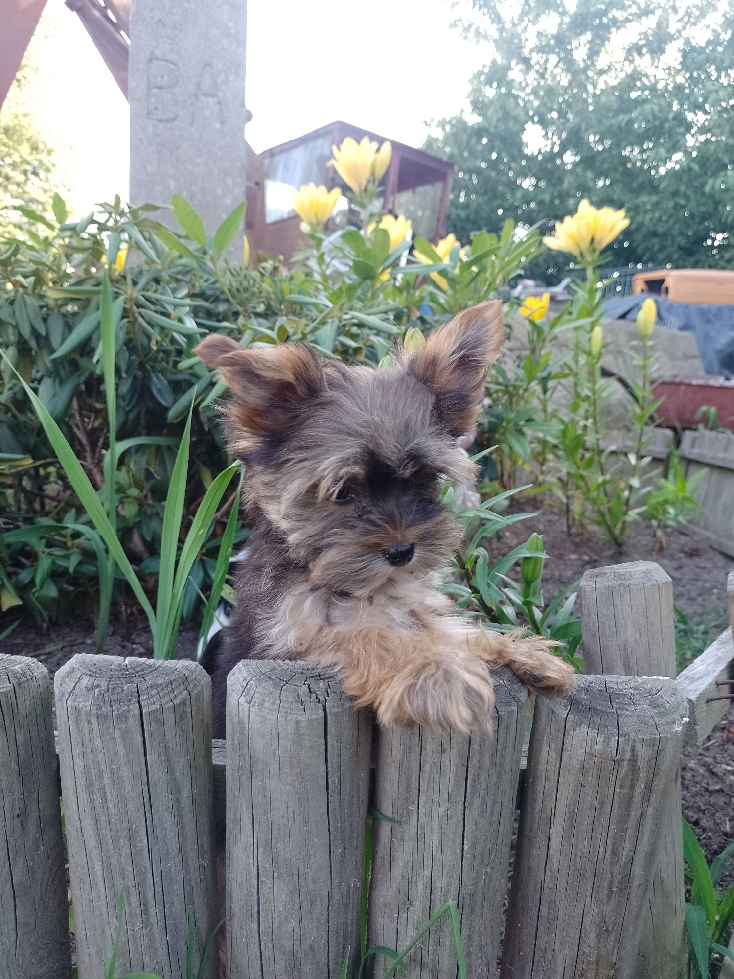 Piękny chlopczyk Yorkshire terrier