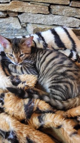 Toyger,tiger toygery