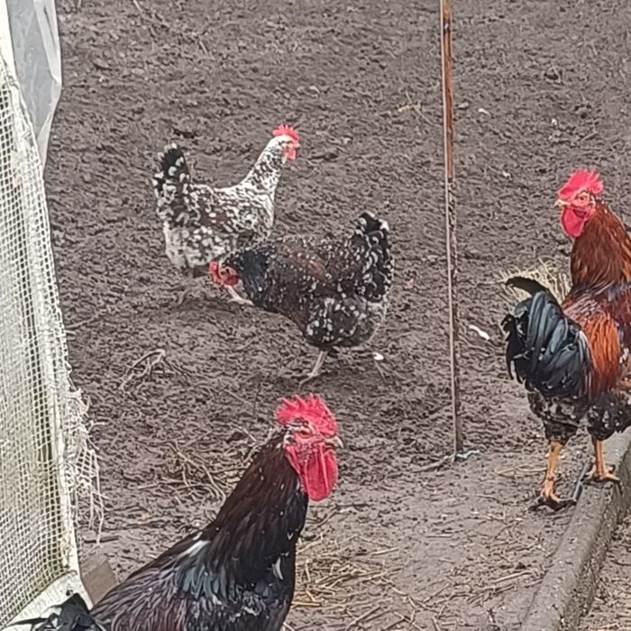 Лівенська ситцева.   Яйця інкубаційні