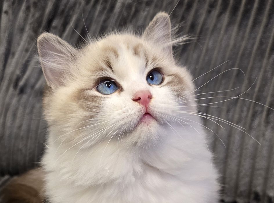 Wspaniała kotka KIMI Ragdoll rodowód FPL gotowa do odbioru