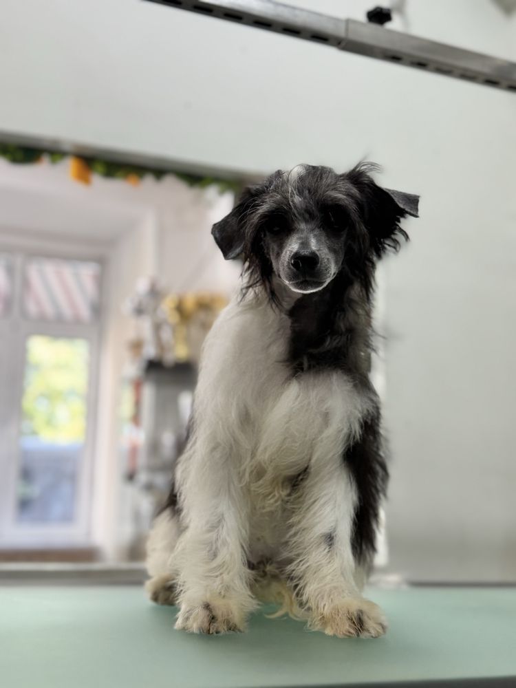Lyborius Legacy - Chinese Crested Dog