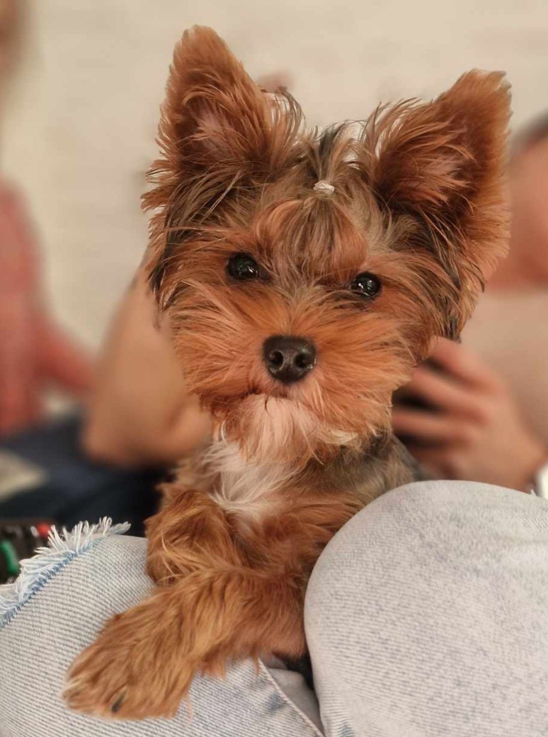 Yorkshire terrier piesek gotowy