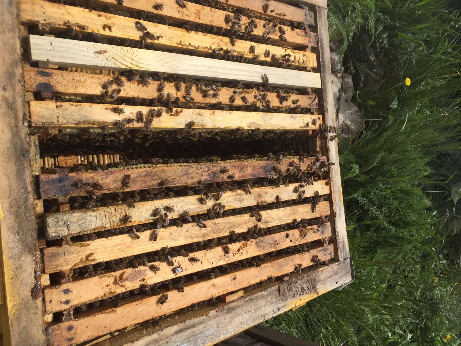 Бджолопакети з власної пасіки