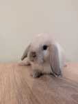 Mini lop, baranek miniaturka, metryka