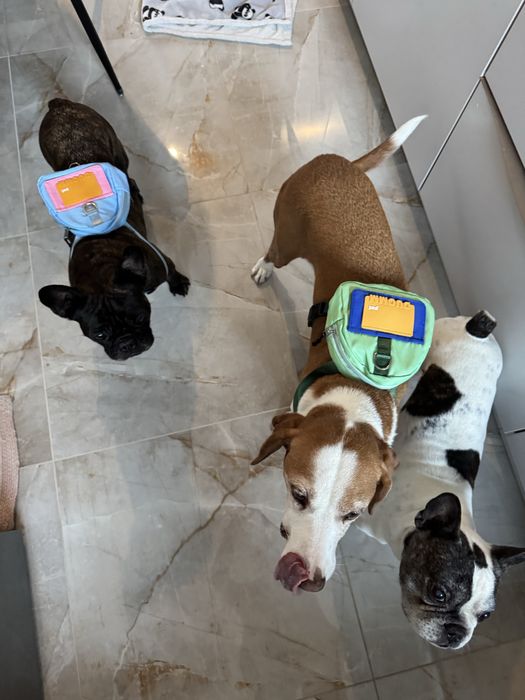 Szelki dla psa z plecakiem nowe niebieskie