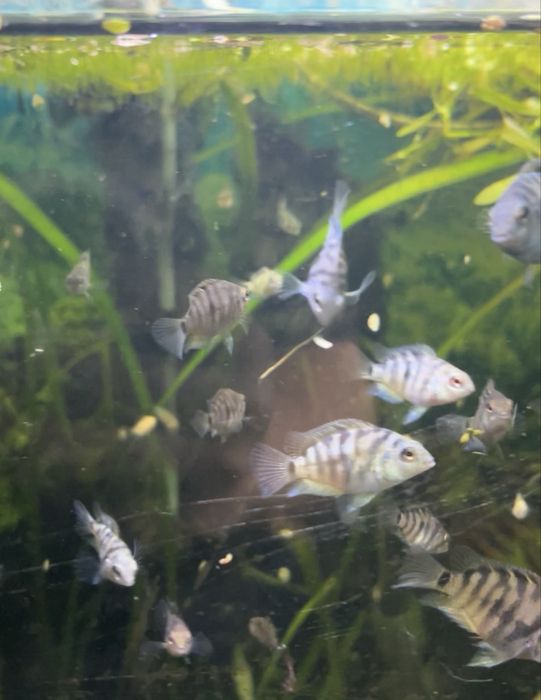 Papagaios anões safira e albinos