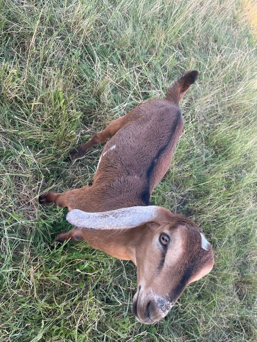 Козел англо нубійський