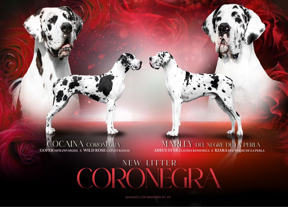 Piękna suczka merle dog niemiecki ZKwP/FCI z wyjątkowego skojarzenia!