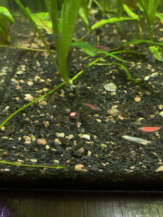 Аквариумная рыбка Цехлида Седжика