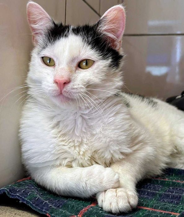 Piękny Kokardek czeka na domek...