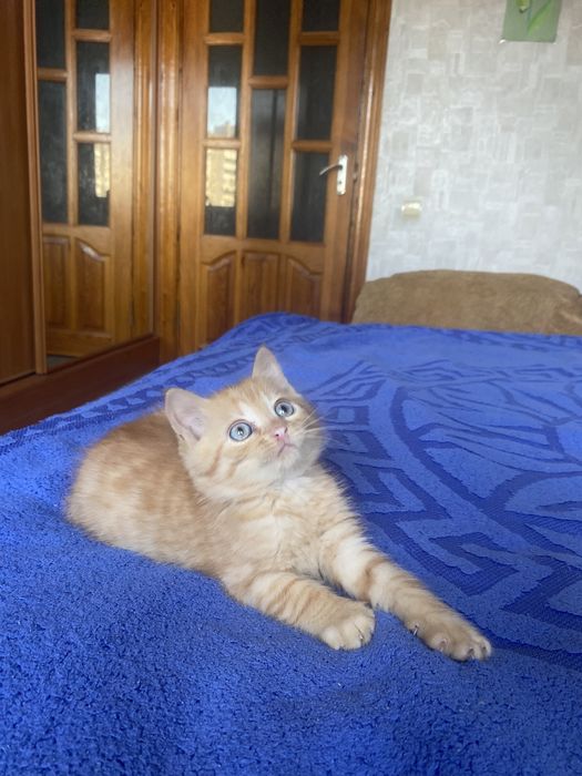 Плюшка прямоушка