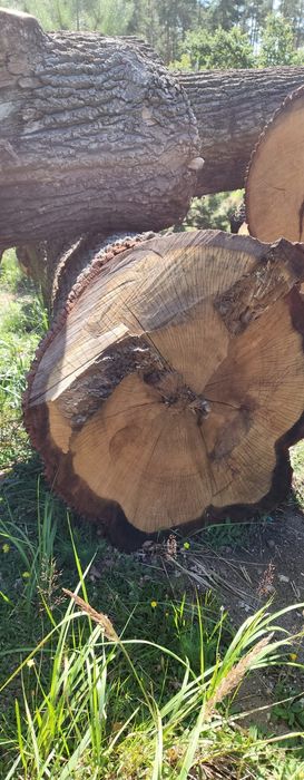 Dąb kłoda tartak kloc drewno drzewo tartaczka