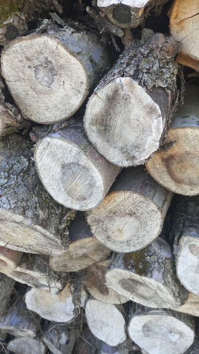 Drewno jabłoniowe na opał